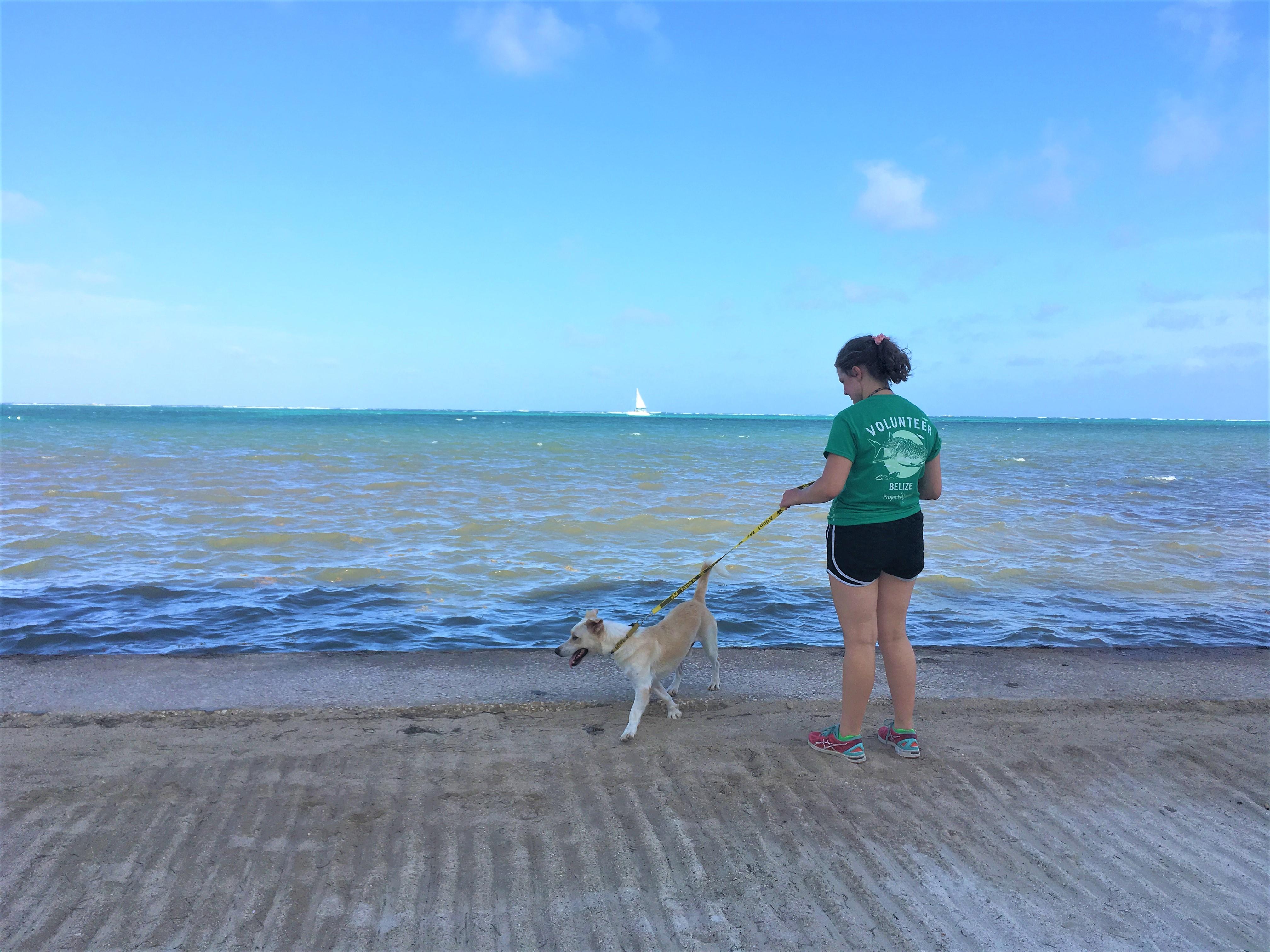 A Projects Abroad volunteer with animals in Belize looks out into the ocean during a beach walk A volunteer with animals in Belize take a shelter dog for a walk along the beach